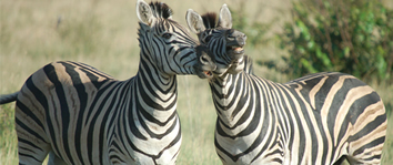 Hermes Tour South Africa Luxury Tour
